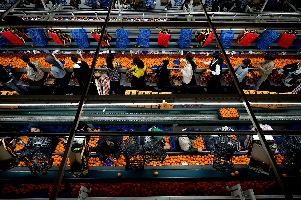 Workers sorting and packaging mandarins by size to meet orders for overseas shipment at a facility in Seferihisar district of Izmir, Türkiye, Dec. 16, 2025. (AA Photo)