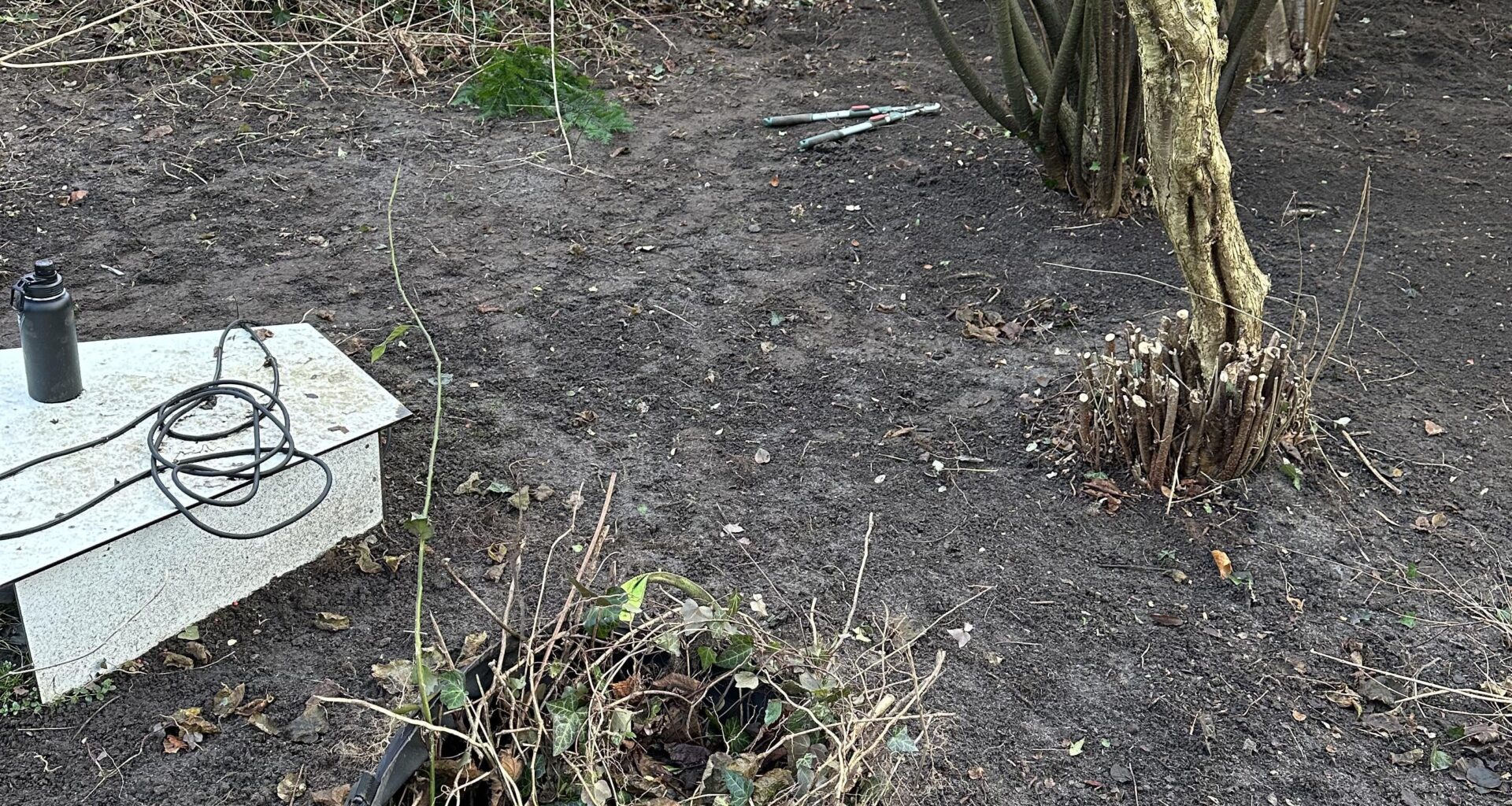 Haus gekauft, Garten Urwald