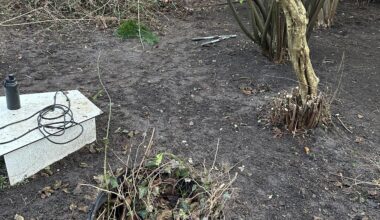 Haus gekauft, Garten Urwald