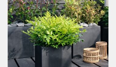 Nandina Magical Lemon Lime crowned Shrub Plant of the Year 2026