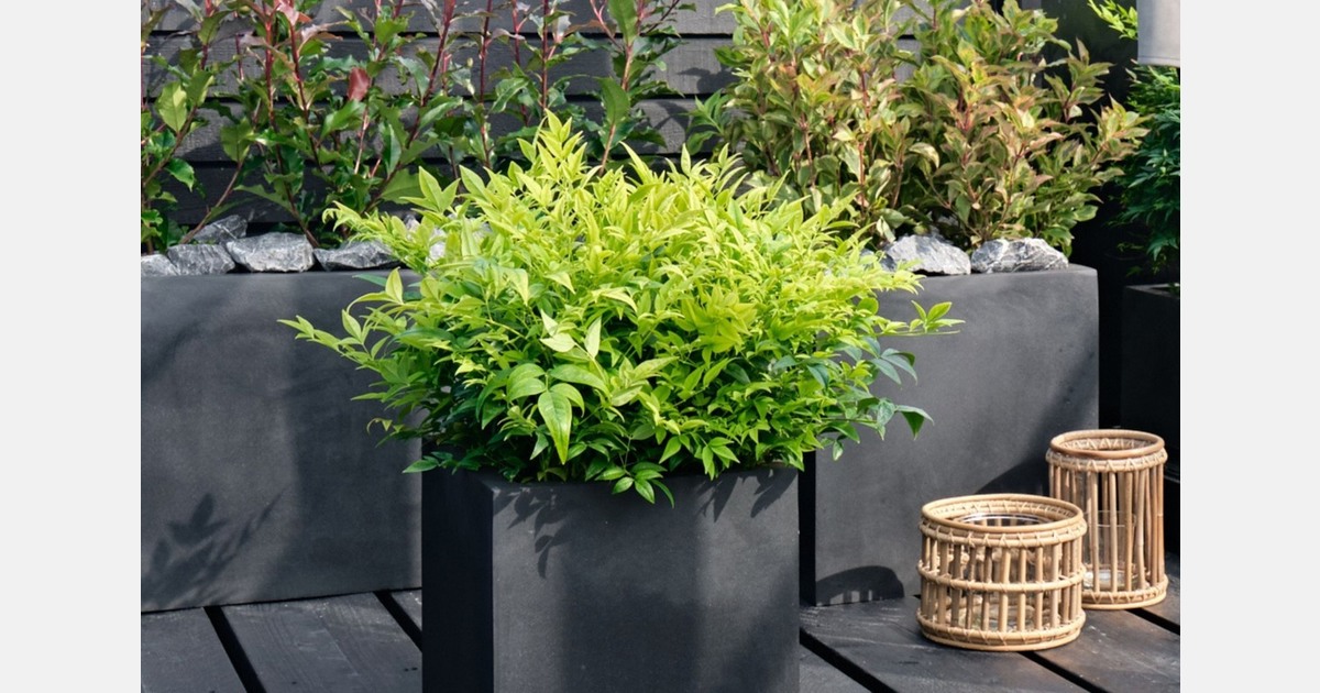 Nandina Magical Lemon Lime crowned Shrub Plant of the Year 2026