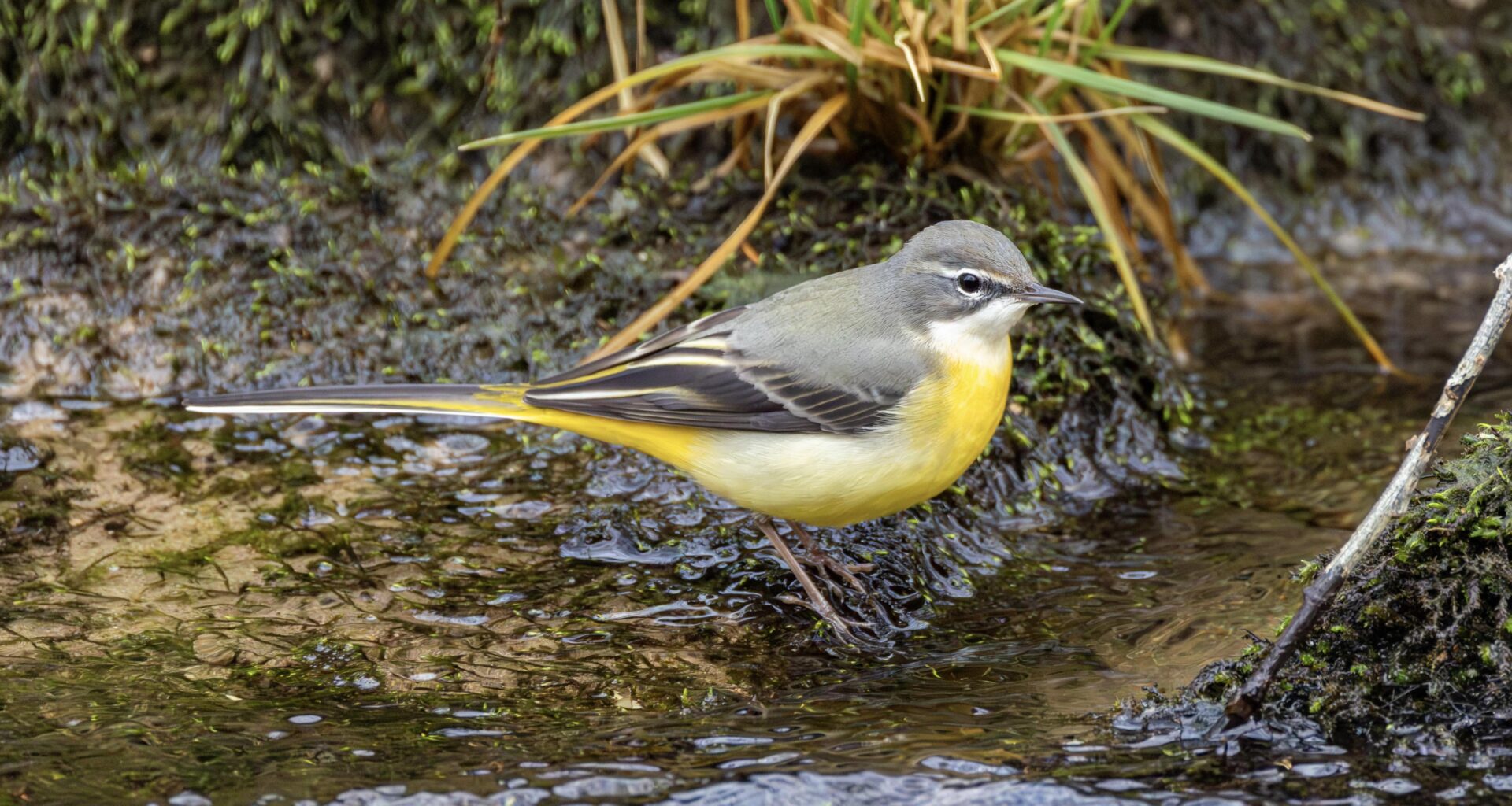 Die Gebirgsstelze – ein kleiner Farbtupfer am Wasser 💛