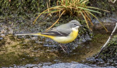 Die Gebirgsstelze – ein kleiner Farbtupfer am Wasser 💛