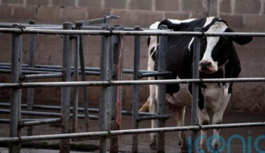 Bluetongue restrictions in Northern Ireland will be relaxed from Friday