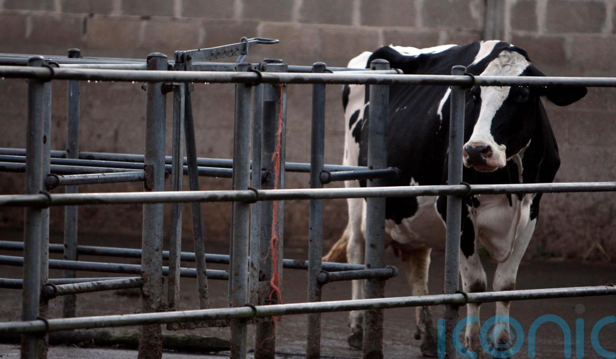 Bluetongue restrictions in Northern Ireland will be relaxed from Friday
