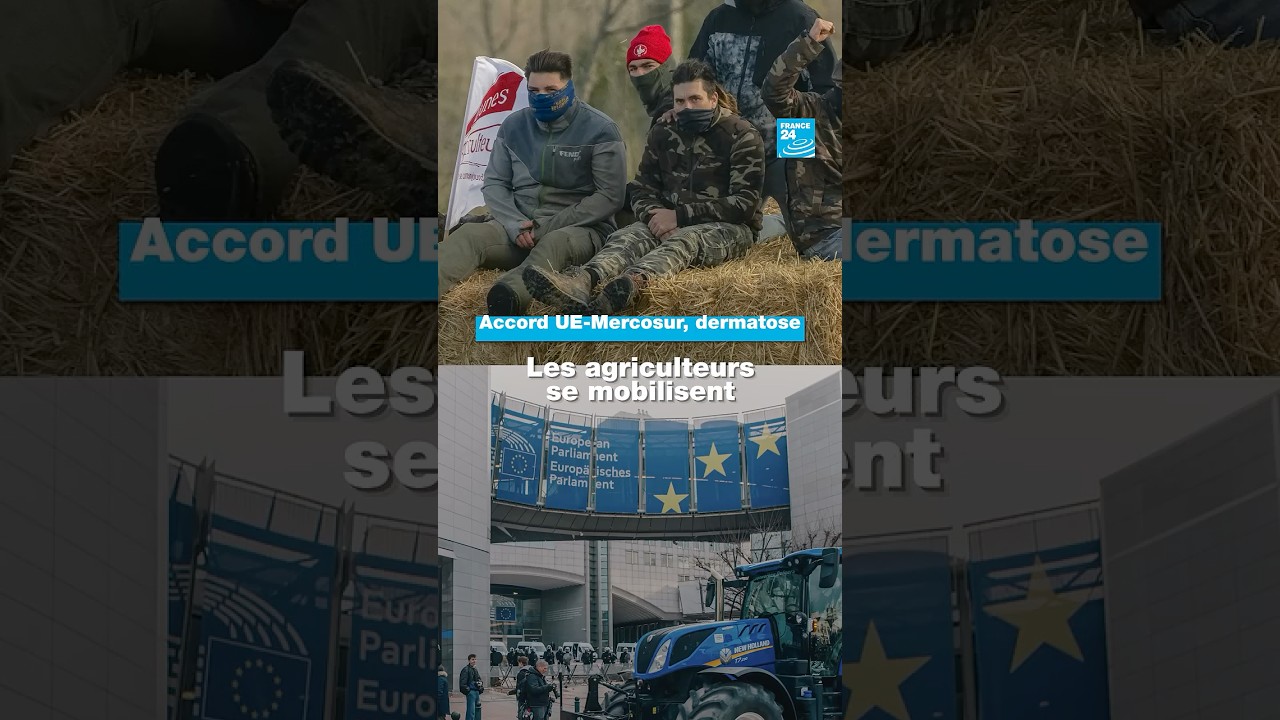 Mercosur, dermatose : mobilisation d'agriculteurs en France et en Belgique • FRANCE 24