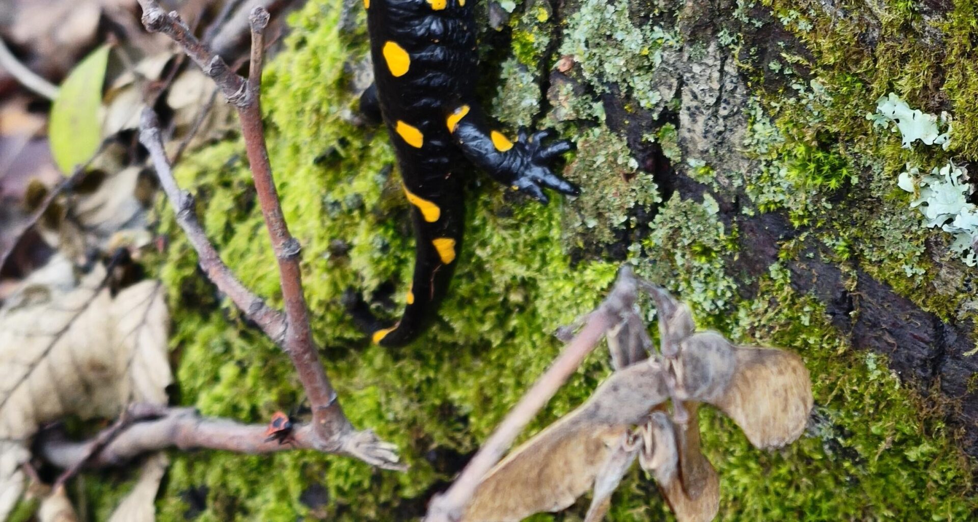 Papuk 18.12.2025. Vodozemac