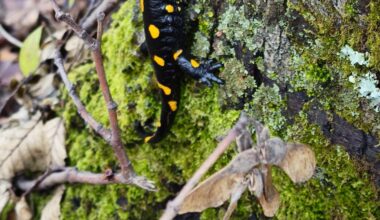 Papuk 18.12.2025. Vodozemac