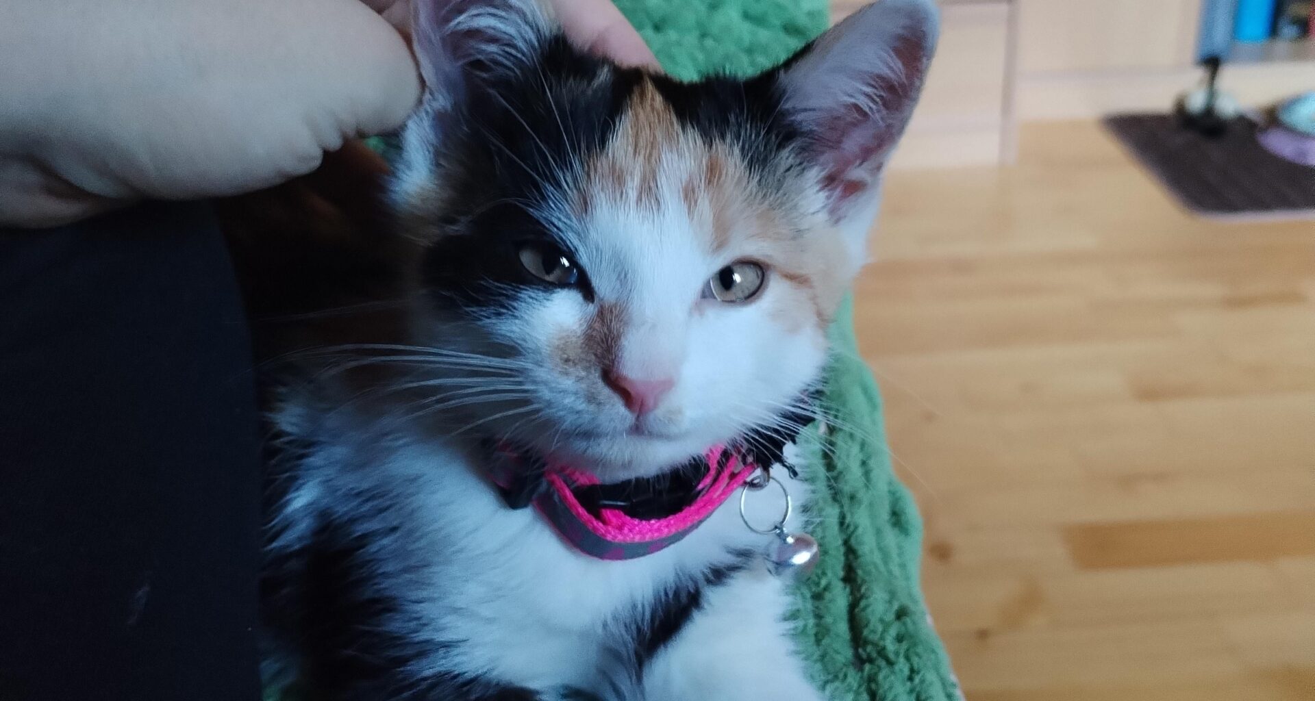 Finding an apartment with a cat