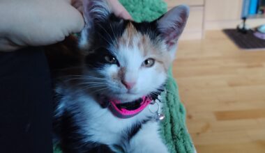 Finding an apartment with a cat