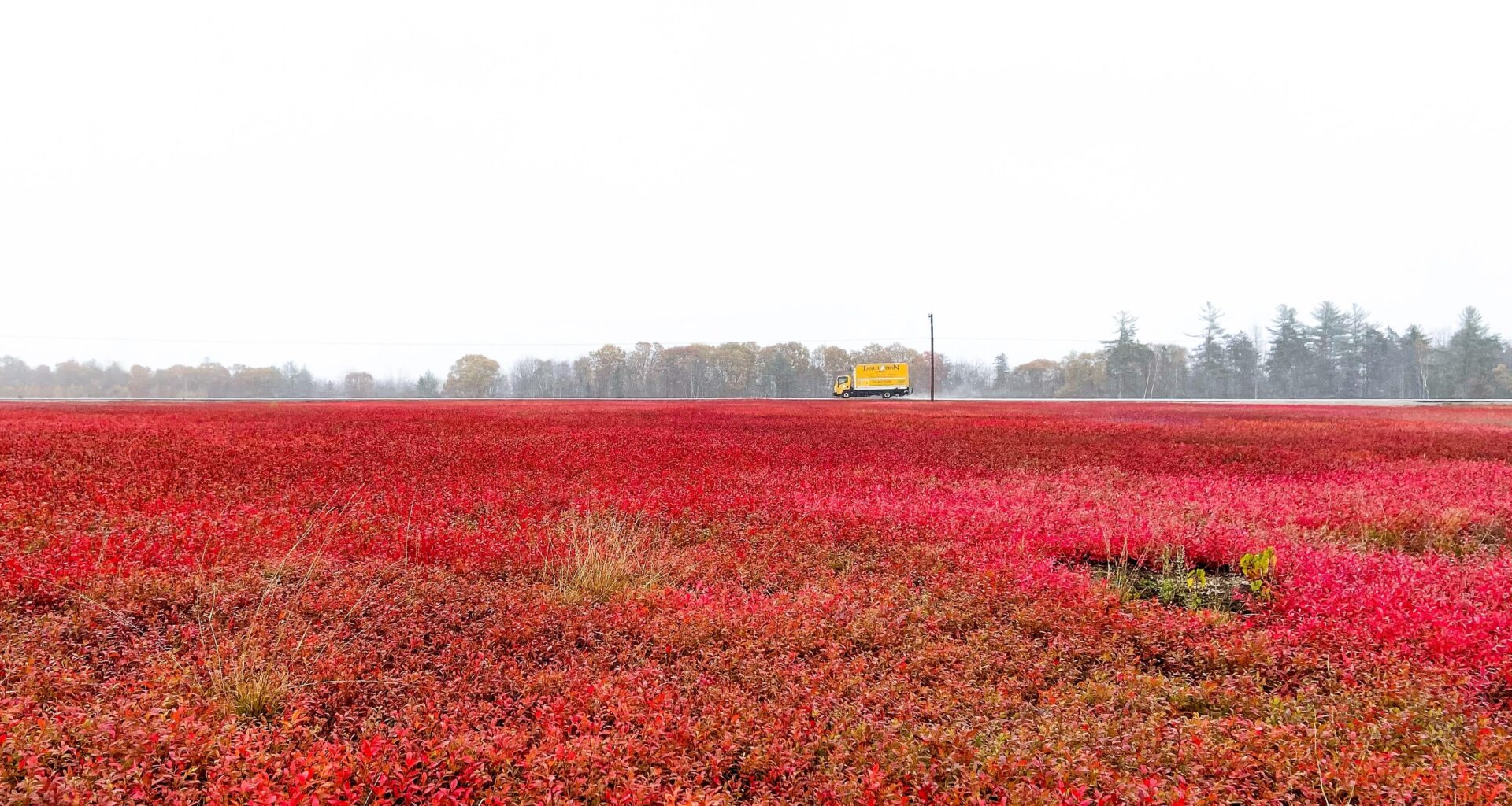 Blueberry field in Maine, US