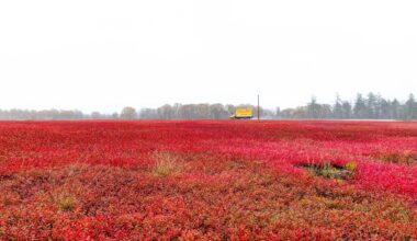 Blueberry field in Maine, US