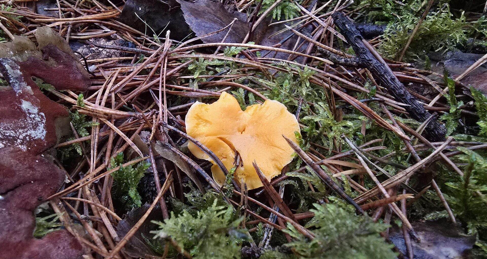 21.12.25 Ogres zilie kalni