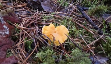 21.12.25 Ogres zilie kalni