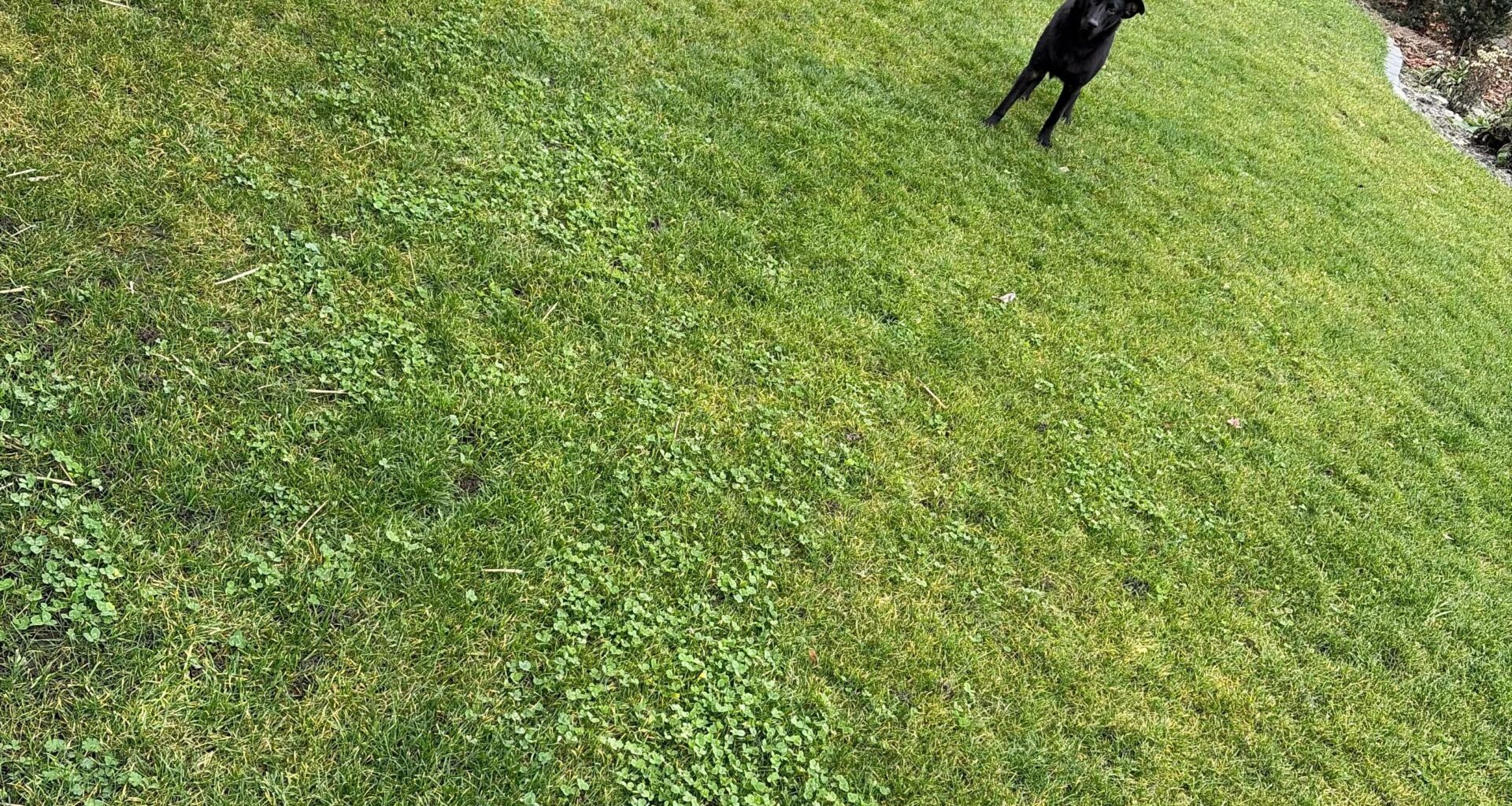 Wie entferne ich diese Fläche Rasen ? Leicht ohne gift.