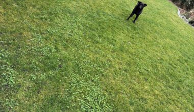 Wie entferne ich diese Fläche Rasen ? Leicht ohne gift.