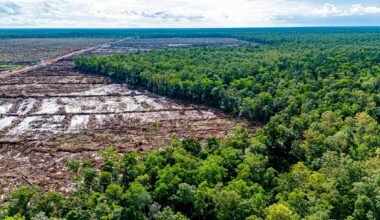 Indonesia calls in military to help clear forests at rapid pace