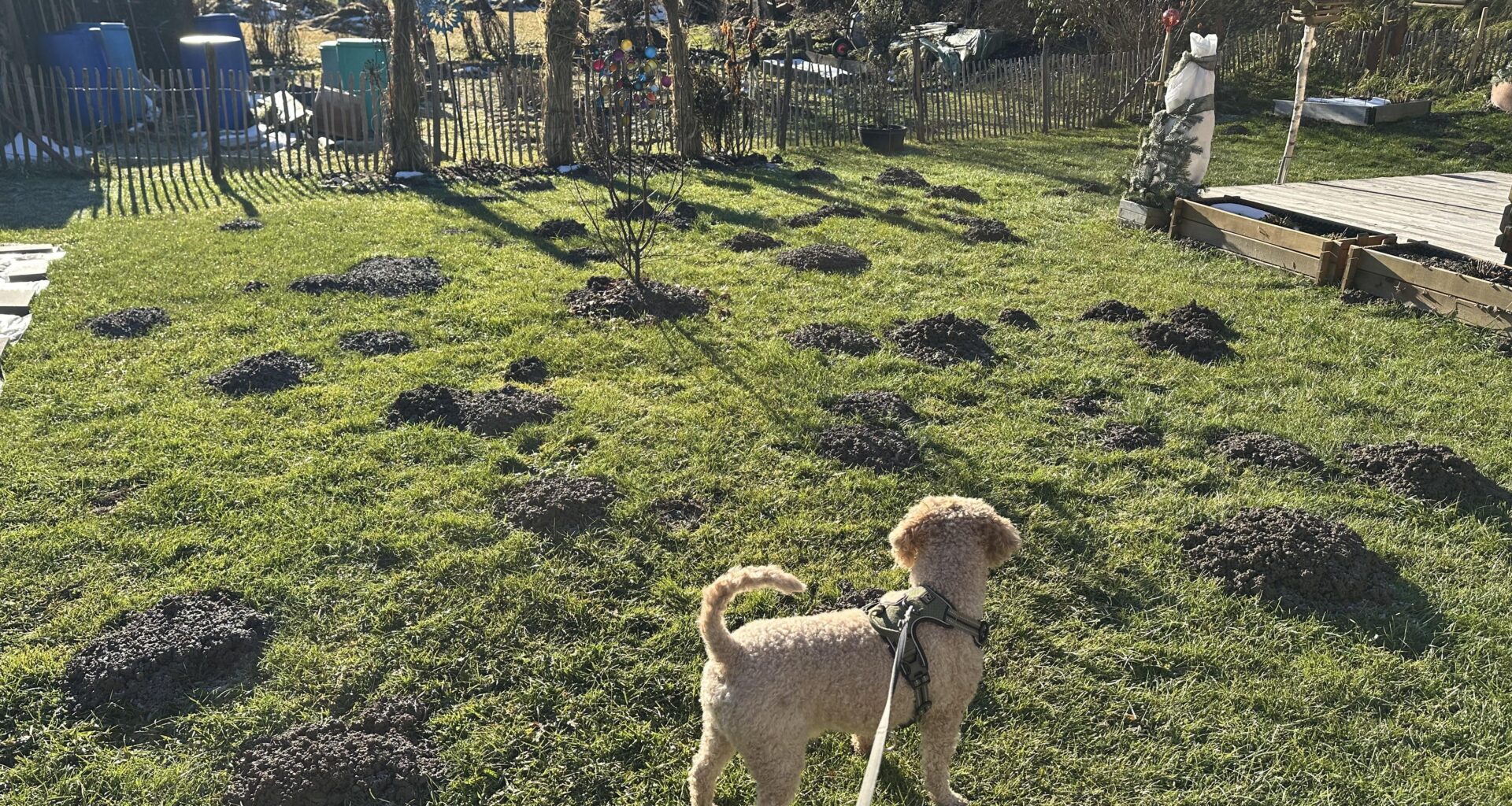 Unser automatischer Bio Bodenbelüfter arbeitet auf hochtouren 😂