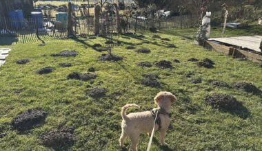 Unser automatischer Bio Bodenbelüfter arbeitet auf hochtouren 😂