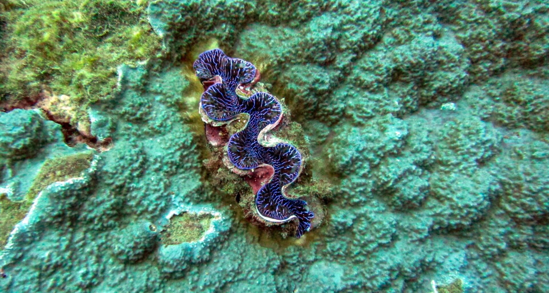 Giant clams thrive with Indigenous management in American Sāmoa