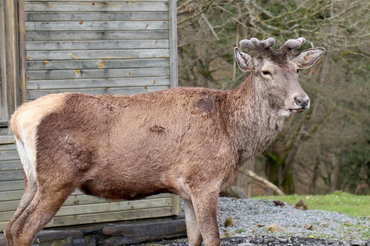 A red deer roam freely in Bahcekoy Breeding Station. Istanbul, Türkiye, December 23, 2025. (AA Photo)