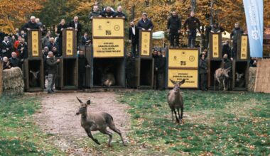 At the Bahcekoy Deer Breeding Station in Istanbul, a total of 286 red deer have been bred to date, and 212 of them have been released into the wild in various regions of Türkiye. Istanbul, Türkiye, December 23, 2025. (Republic of Türkiye Ministry of Agriculture and Forestry/ AA Photo)