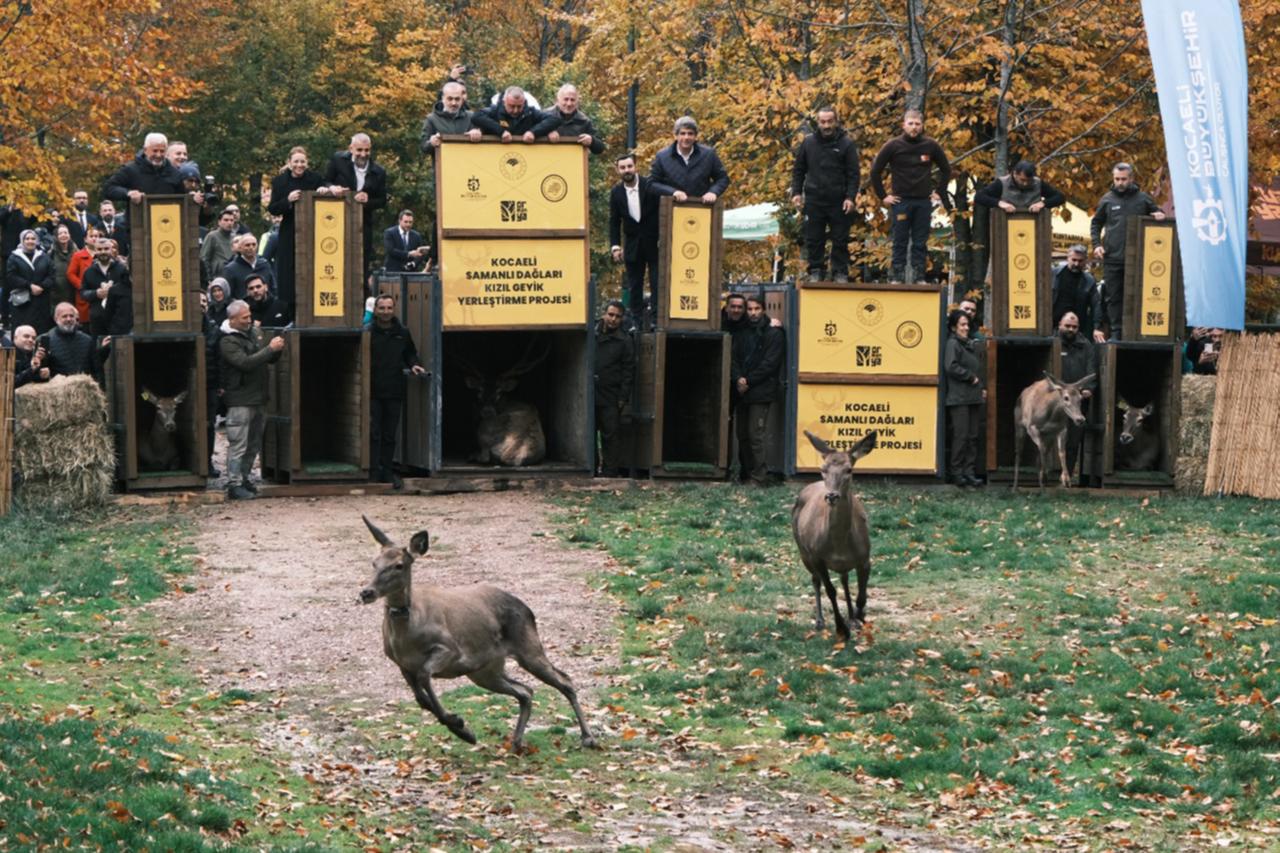 At the Bahcekoy Deer Breeding Station in Istanbul, a total of 286 red deer have been bred to date, and 212 of them have been released into the wild in various regions of Türkiye. Istanbul, Türkiye, December 23, 2025. (Republic of Türkiye Ministry of Agriculture and Forestry/ AA Photo)