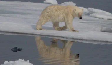 According to a study, Greenland's polar bears show genetic changes to survive climate change