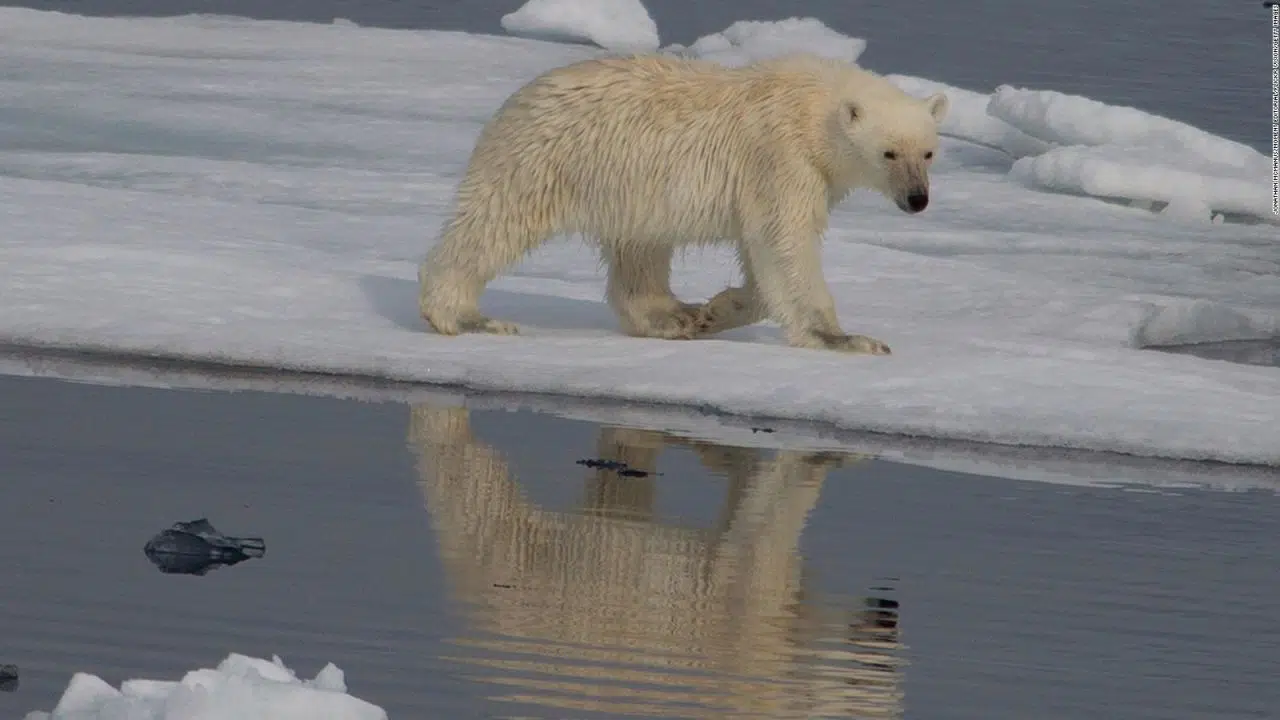 According to a study, Greenland's polar bears show genetic changes to survive climate change