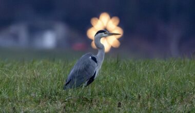 Zwischen Natur und Weihnachtszauber