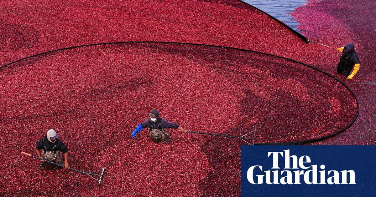 Wednesday briefing: What your Christmas cranberries reveal about the climate crisis | Food security