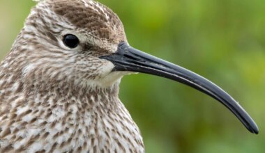 Small roads, big impacts: breeding birds fall by 20% near Icelandic thoroughfares