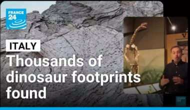 Italy: Thousands of dinosaur footprints discovered near Winter Olympics site • FRANCE 24 English
