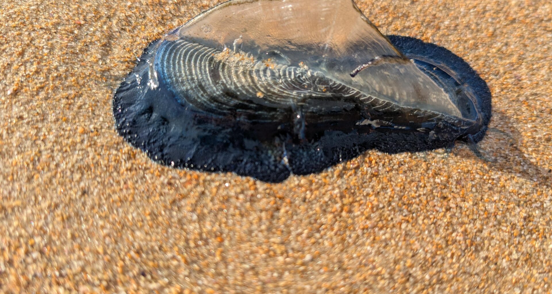 Weiß jemand was das ist?