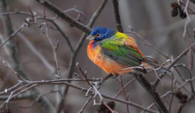 Rare painted bunting sighting a 'Christmas gem' for some N.B. birders