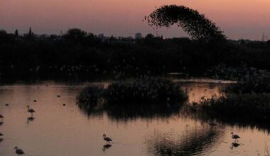 Captivating views of starlings at Voroklini lake habitat in Larnaca