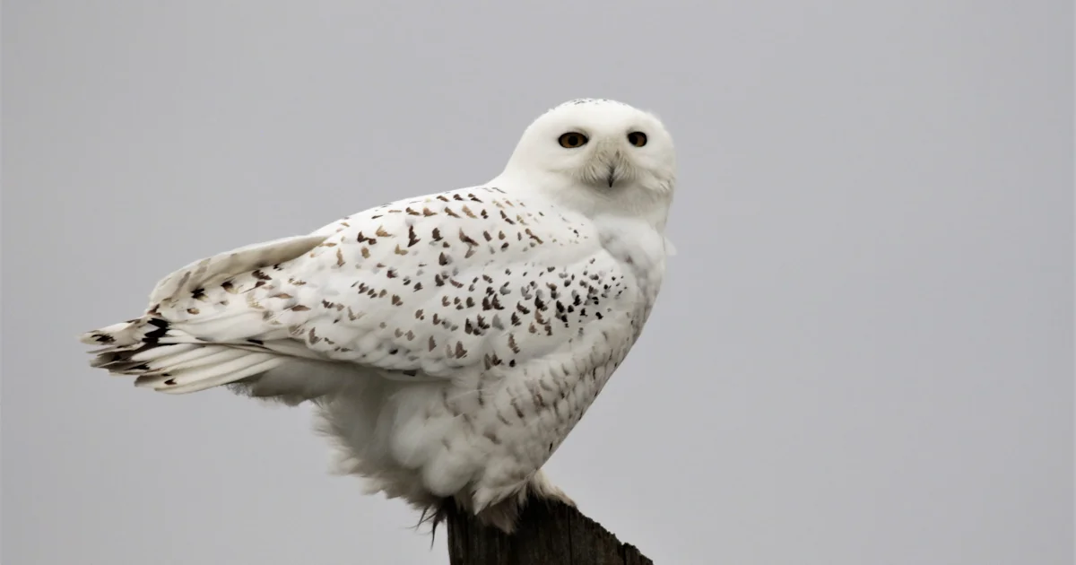 Snowy Owl declared extinct in Sweden after decade without breeding