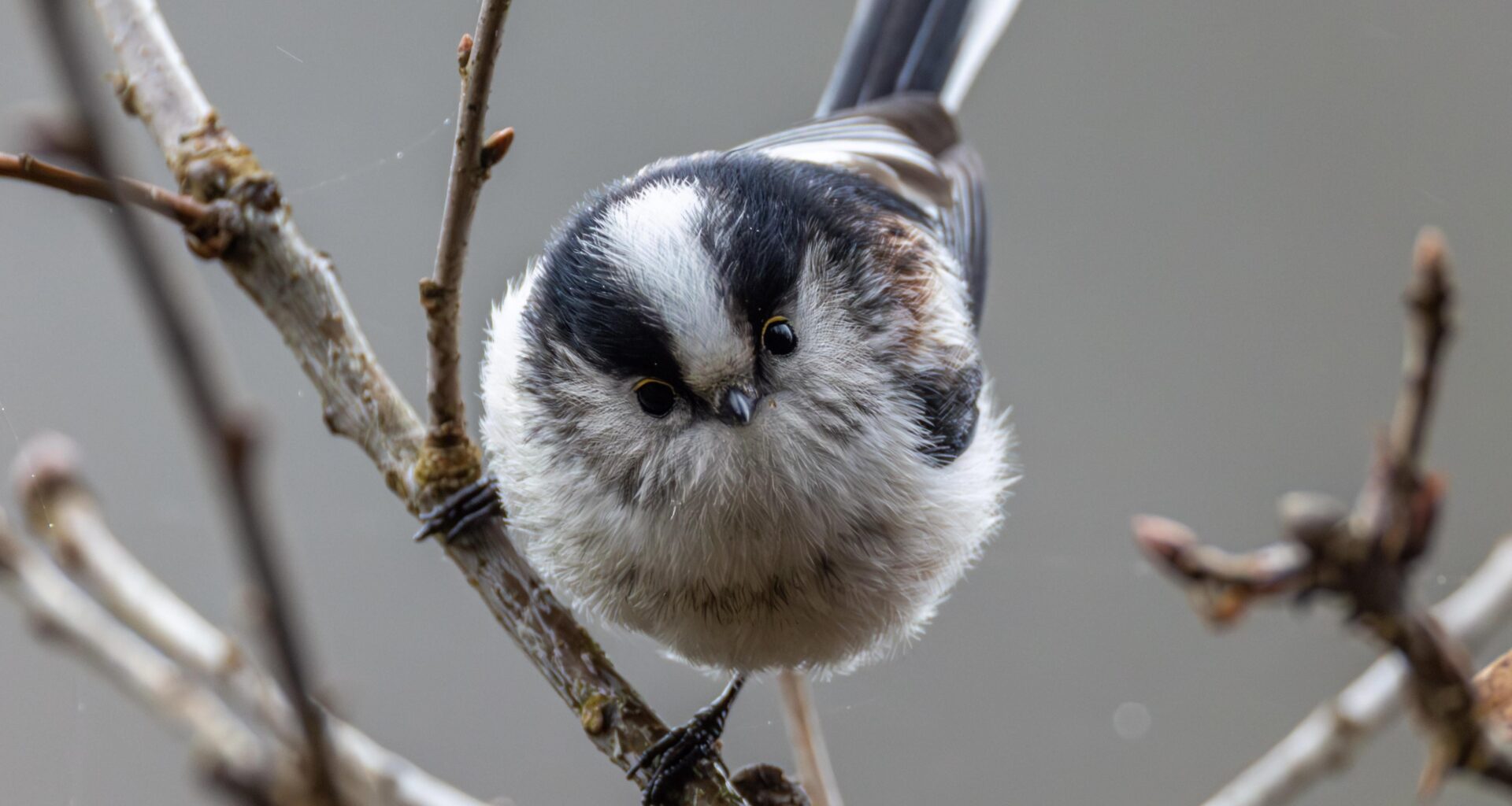Der unwiderstehliche Blick einer Schwanzmeise