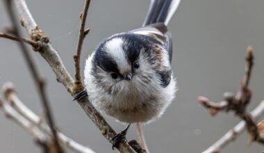 Der unwiderstehliche Blick einer Schwanzmeise
