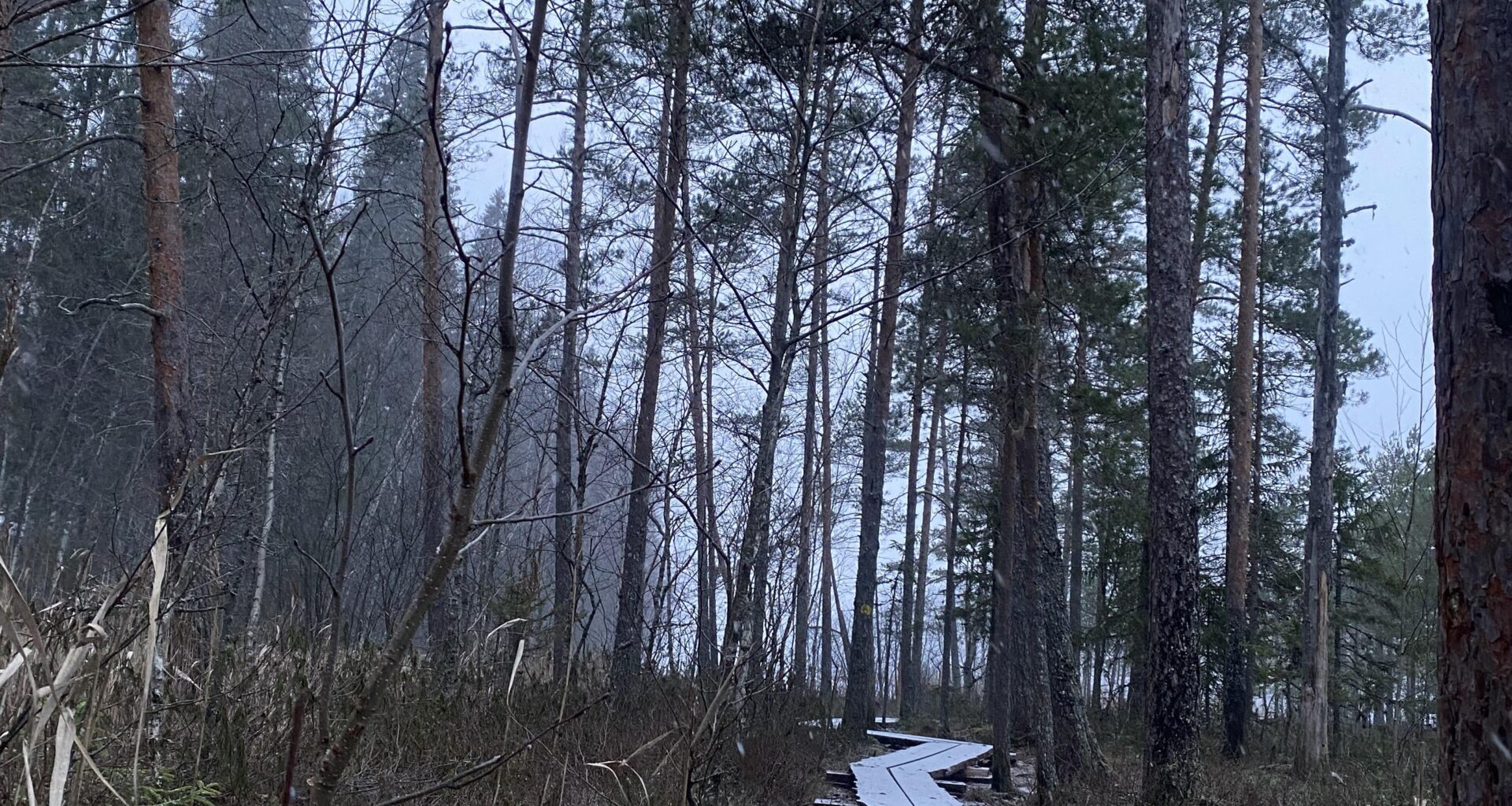 Quiet winter woodland - Tampere