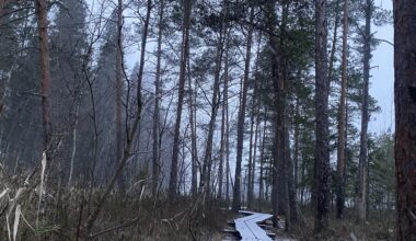 Quiet winter woodland - Tampere