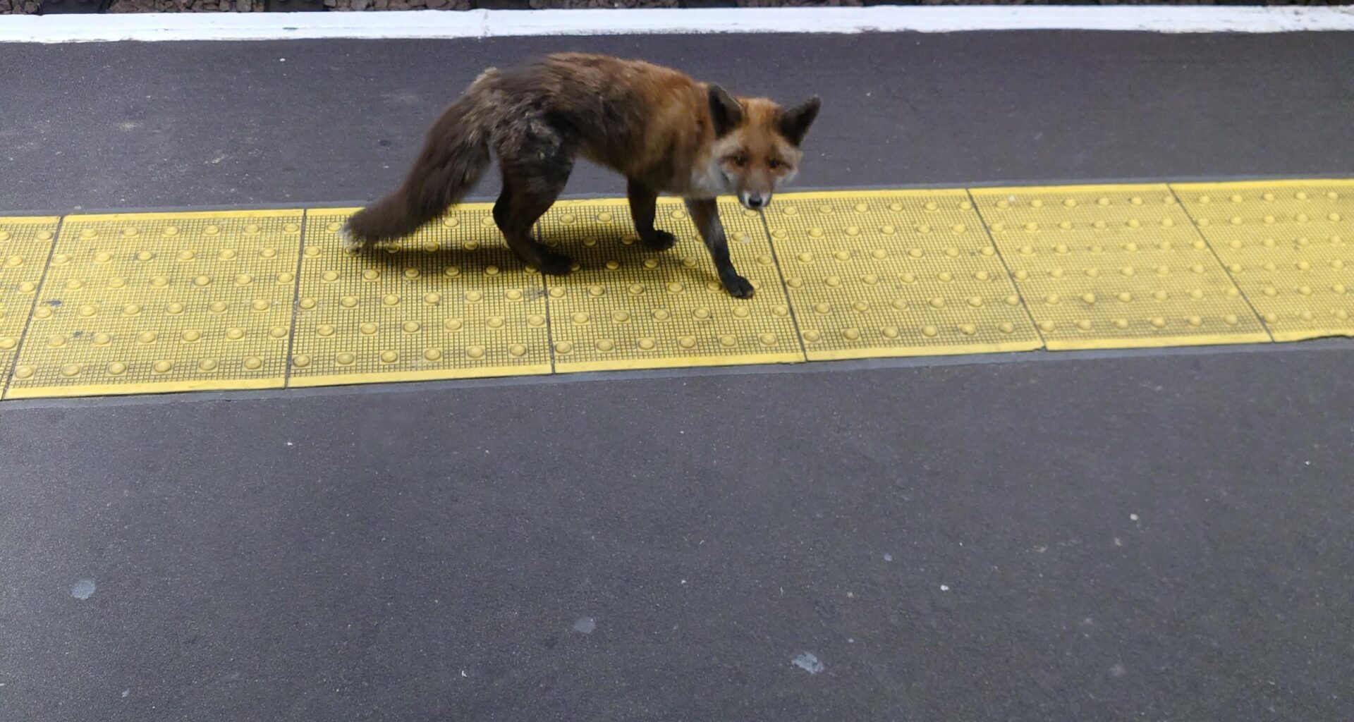 Tube foxo @ Highbury Islington
