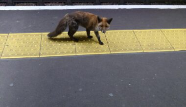 Tube foxo @ Highbury Islington