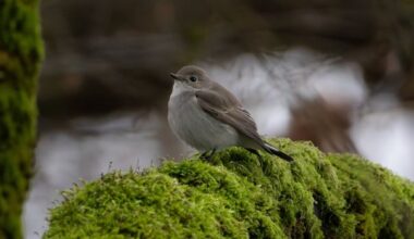 Birders flock to Vancouver beach to see rare bird native to Russia