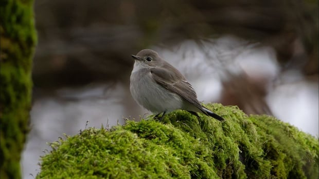 Birders flock to Vancouver beach to see rare bird native to Russia