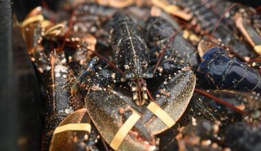 UK moves to ban boiling lobsters, shrimp, crabs and langoustines alive, recognizing their capacity for pain