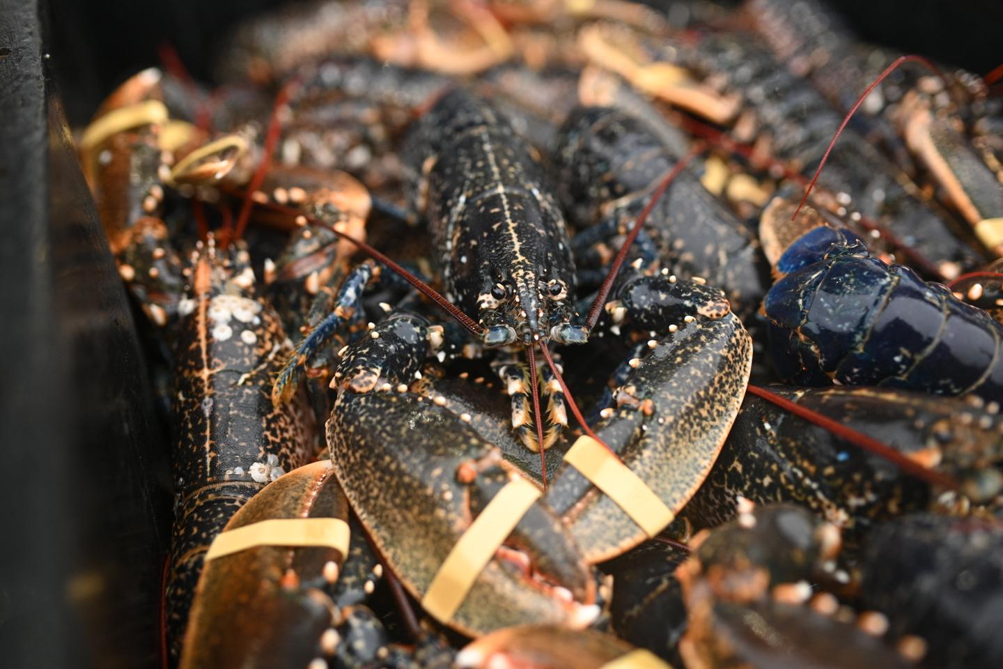 UK moves to ban boiling lobsters, shrimp, crabs and langoustines alive, recognizing their capacity for pain