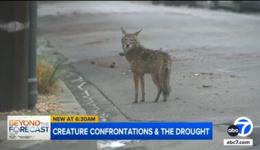 Do wildlife encounters in Southern California increase during periods of drought?