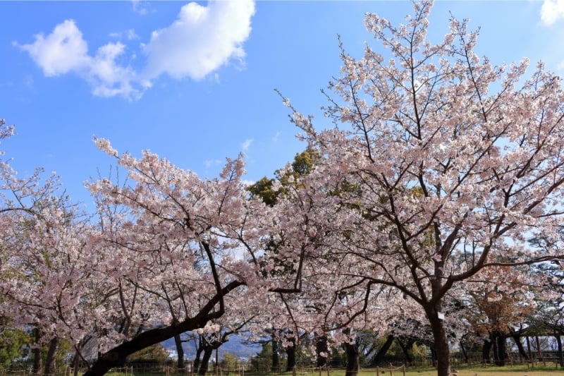 japan cherry blossom 2026