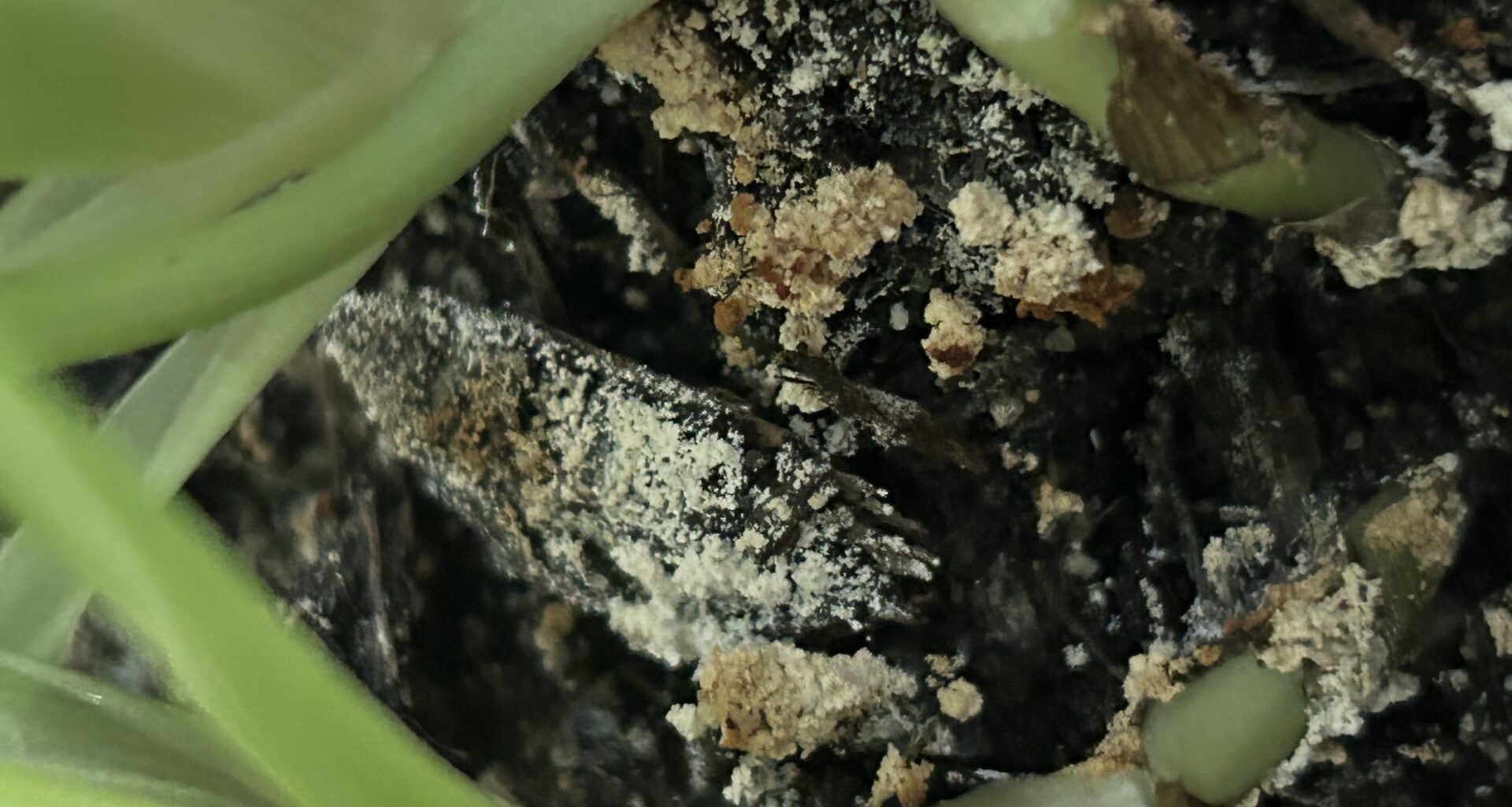 Ist das bloß Kalk von relativ hartem Wasser oder fehlt der Erde was?